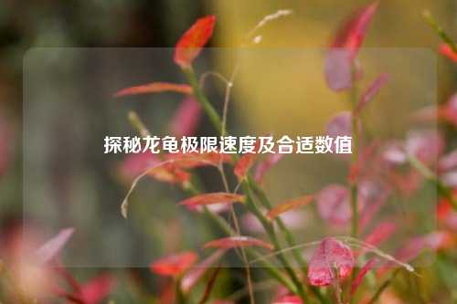 探秘龙龟极限速度及合适数值
