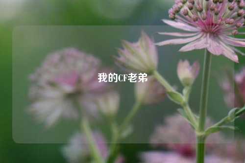 我的CF老弟