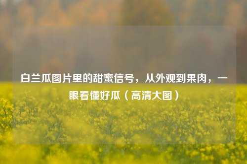 白兰瓜图片里的甜蜜信号,从外观到果肉,一眼看懂好瓜(高清大图)