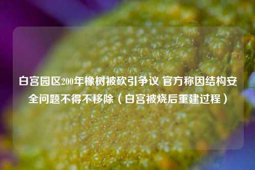 白宫园区200年橡树被砍引争议 官方称因结构安全问题不得不移除(白宫被烧后重建过程)